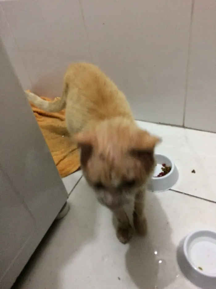 Gato ra a SRD idade 6 ou mais anos nome Dinho Leão