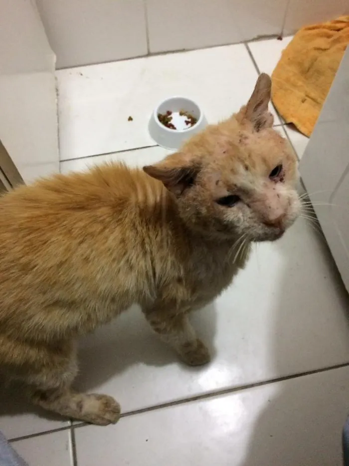 Gato ra a SRD idade 6 ou mais anos nome Dinho Leão