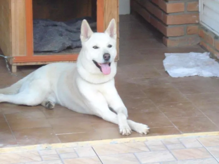 Cachorro ra a akita idade 6 ou mais anos nome neston