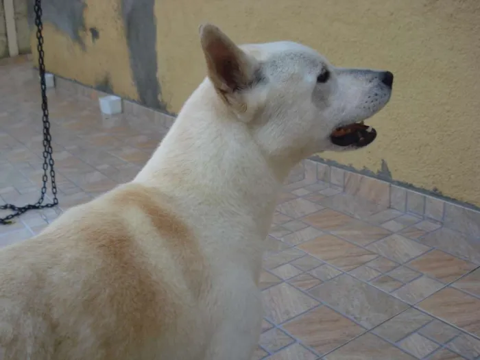 Cachorro ra a akita idade 6 ou mais anos nome neston