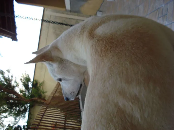 Cachorro ra a akita idade 6 ou mais anos nome neston