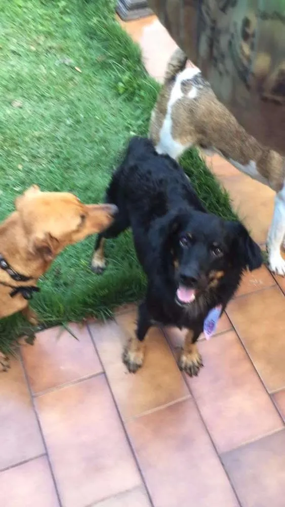 Cachorro ra a SRD idade 3 anos nome Truck