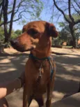 Puppy
