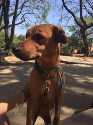Cachorro raça SRD idade 2 anos nome Puppy