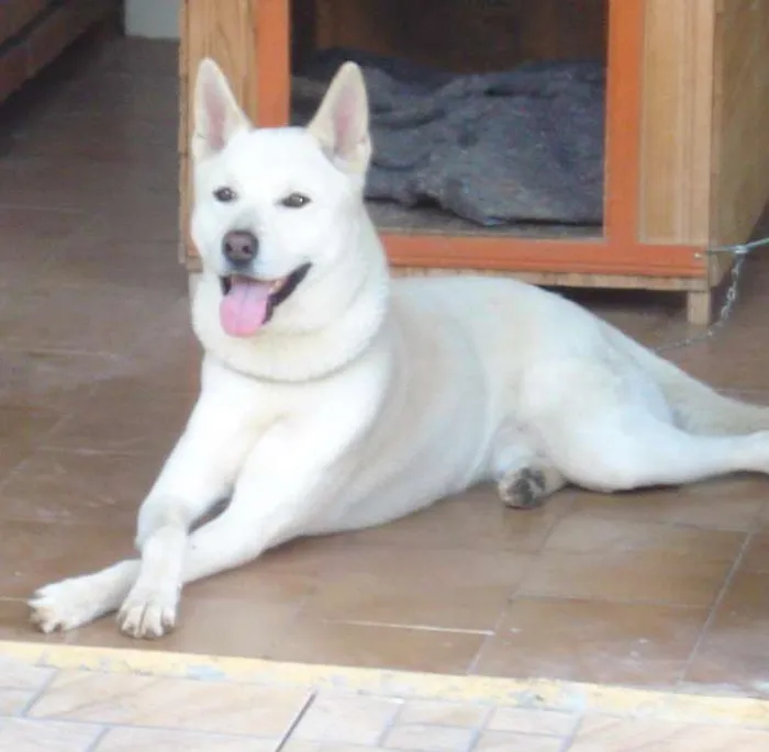 Cachorro ra a akita idade 6 ou mais anos nome neston