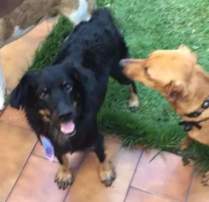 Cachorro raça SRD idade 3 anos nome Truck