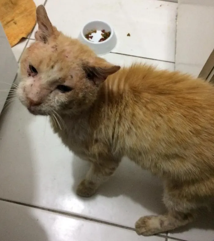 Gato ra a SRD idade 6 ou mais anos nome Dinho Leão