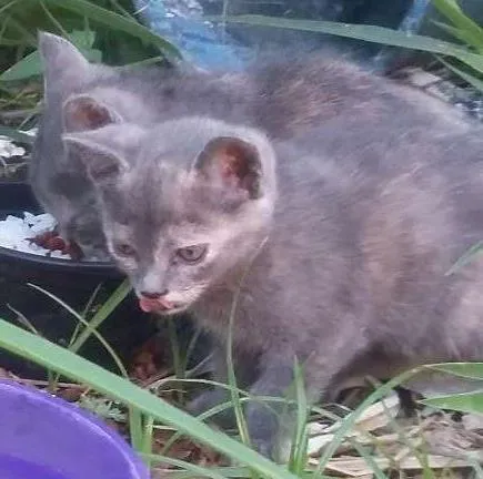 Gato ra a Raça indefinida idade 2 a 6 meses nome Não tem nomes