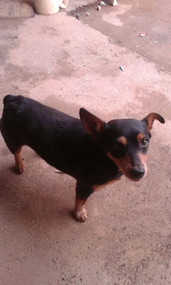 Cachorro ra a Pincher 3 idade 6 ou mais anos nome Lili