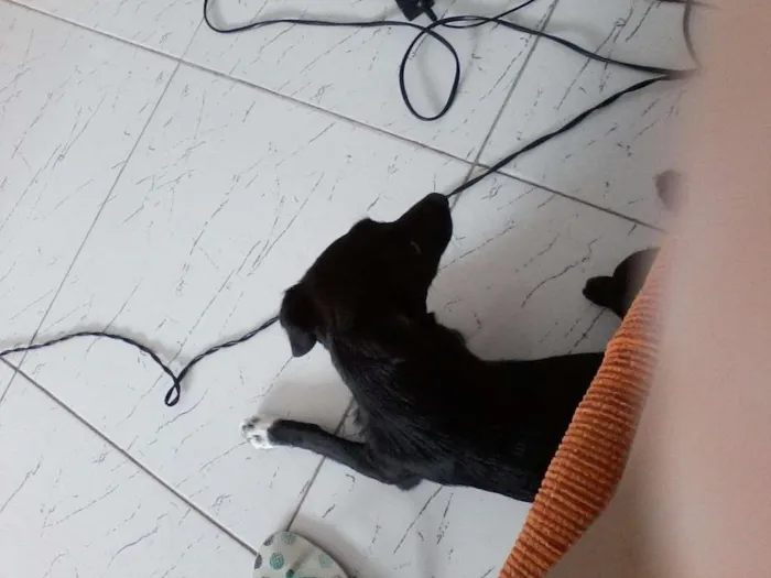 Cachorro ra a Vira-lata idade 2 a 6 meses nome Sem nome