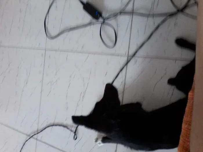 Cachorro ra a Vira-lata idade 2 a 6 meses nome Sem nome