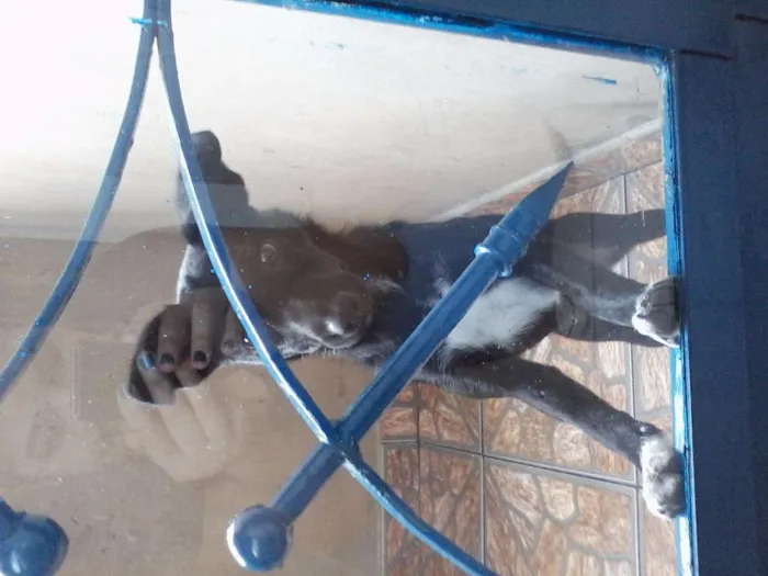 Cachorro ra a Vira-lata idade 2 a 6 meses nome Sem nome