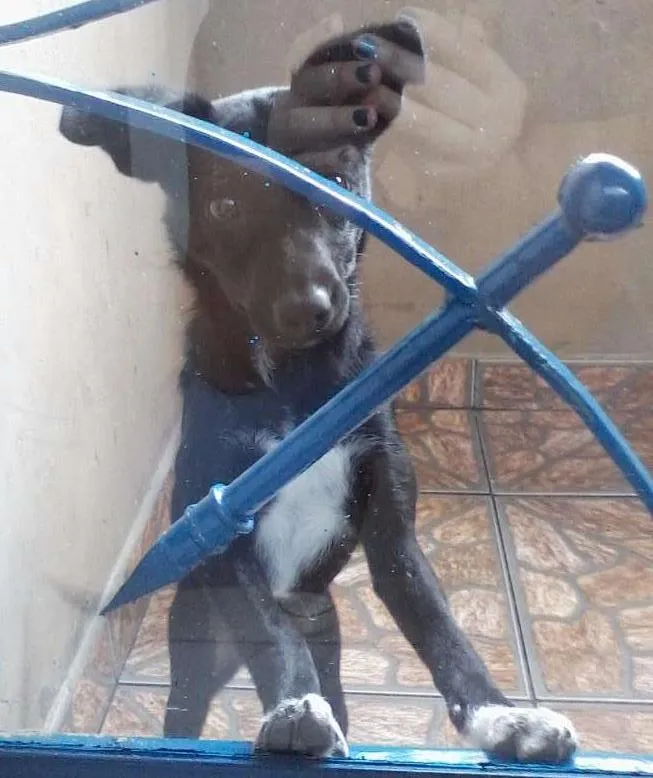 Cachorro ra a Vira-lata idade 2 a 6 meses nome Sem nome