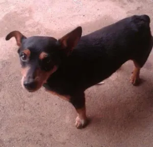 Cachorro raça Pincher 3 idade 6 ou mais anos nome Lili