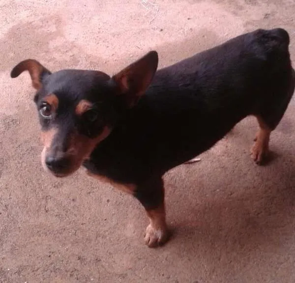 Cachorro ra a Pincher 3 idade 6 ou mais anos nome Lili