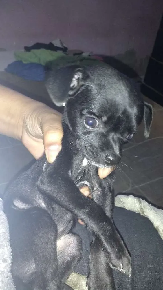 Cachorro raça Indefinida idade 7 a 11 meses nome Bob