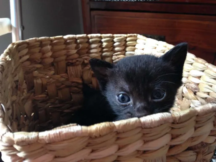 Gato ra a SRD idade 2 a 6 meses nome Dez Filhotes