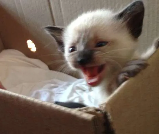 Gato ra a SRD idade 2 a 6 meses nome Dez Filhotes