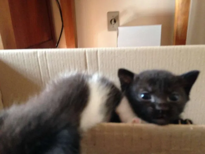 Gato ra a SRD idade 2 a 6 meses nome Dez Filhotes