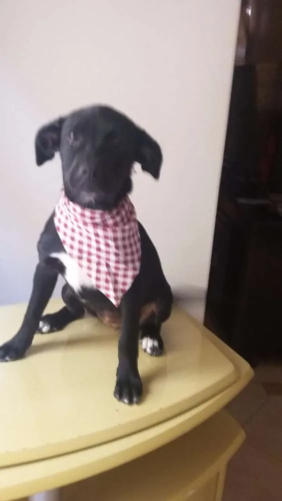 Cachorro ra a SRD idade 7 a 11 meses nome Malú e Majú