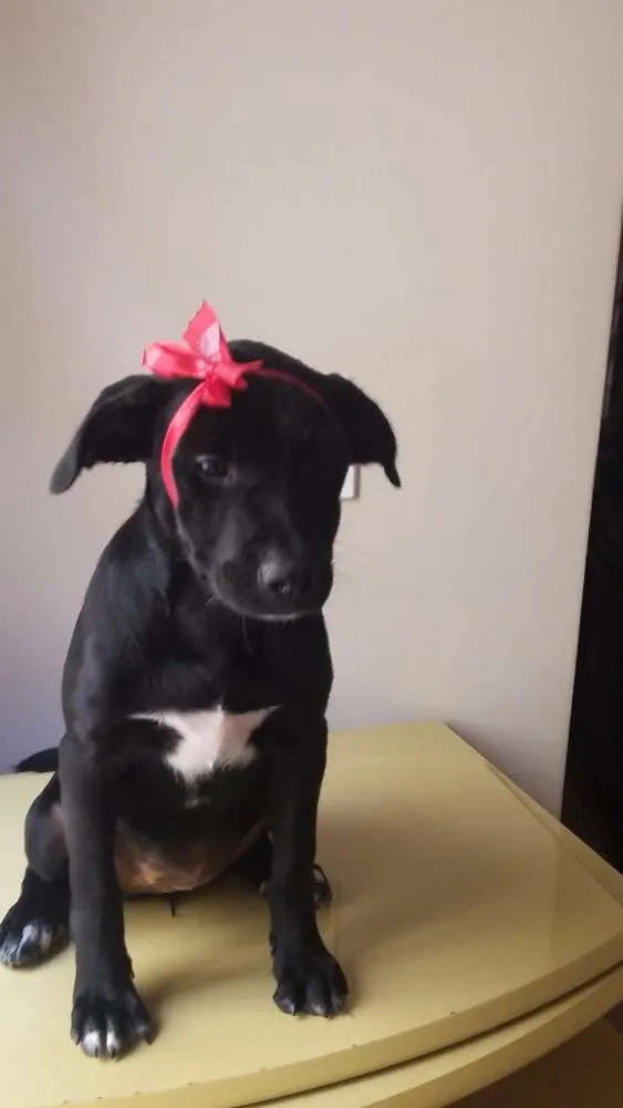 Cachorro ra a SRD idade 7 a 11 meses nome Malú e Majú