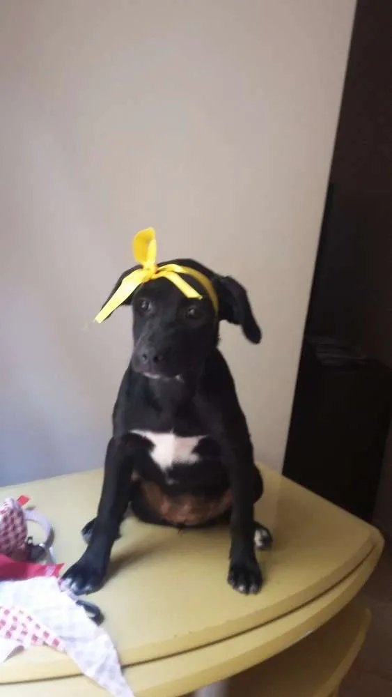Cachorro ra a SRD idade 7 a 11 meses nome Malú e Majú