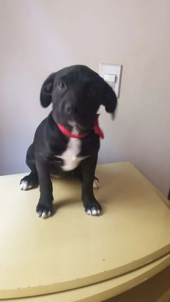 Cachorro ra a SRD idade 7 a 11 meses nome Malú e Majú