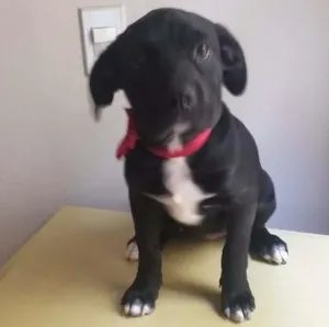 Cachorro raça SRD idade 7 a 11 meses nome Malú e Majú