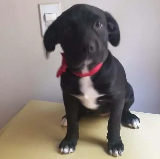 Cachorro ra a SRD idade 7 a 11 meses nome Malú e Majú