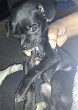 Cachorro raça Indefinida idade 7 a 11 meses nome Bob