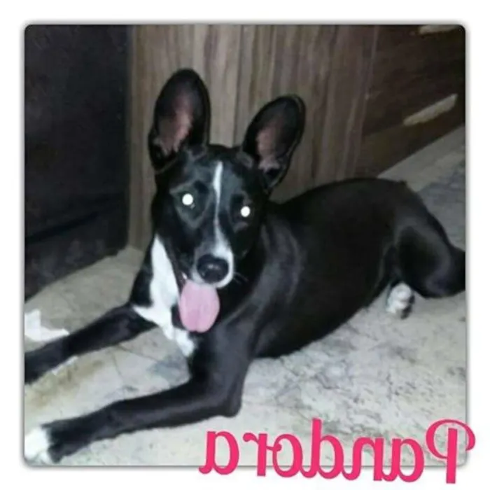 Cachorro ra a SRD idade 7 a 11 meses nome Pandora
