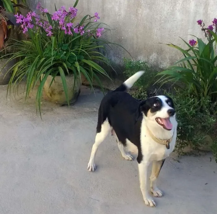 Cachorro raça Mestiça idade 2 anos nome Panda