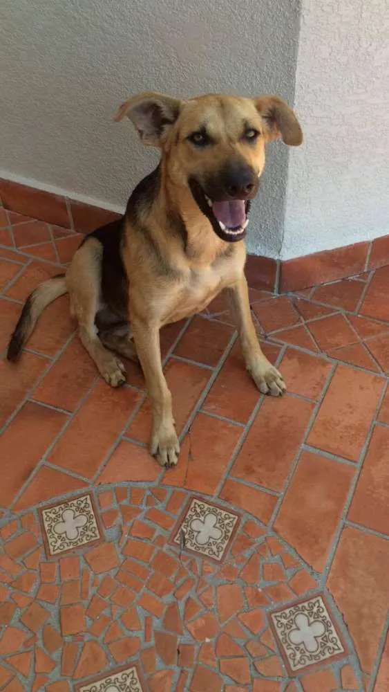 Cachorro ra a sem raça definida idade 7 a 11 meses nome sem nome