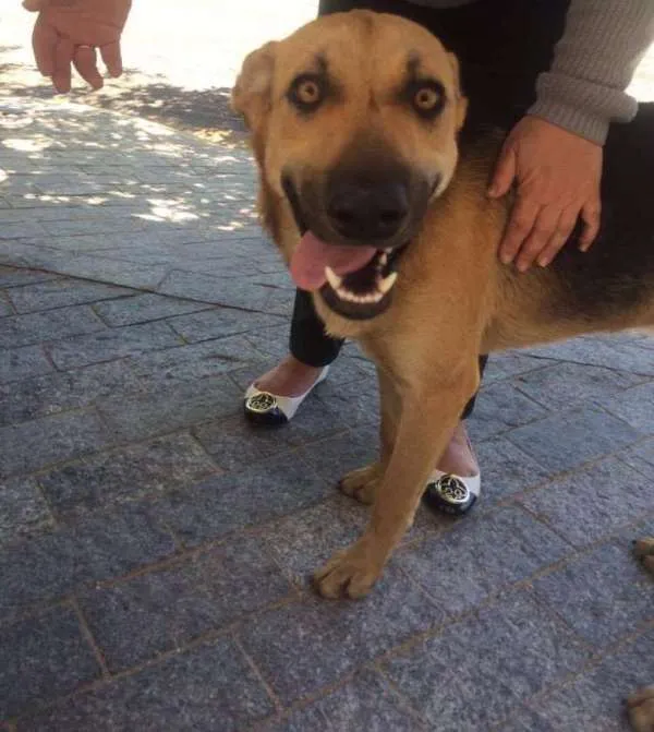 Cachorro ra a sem raça definida idade 7 a 11 meses nome sem nome