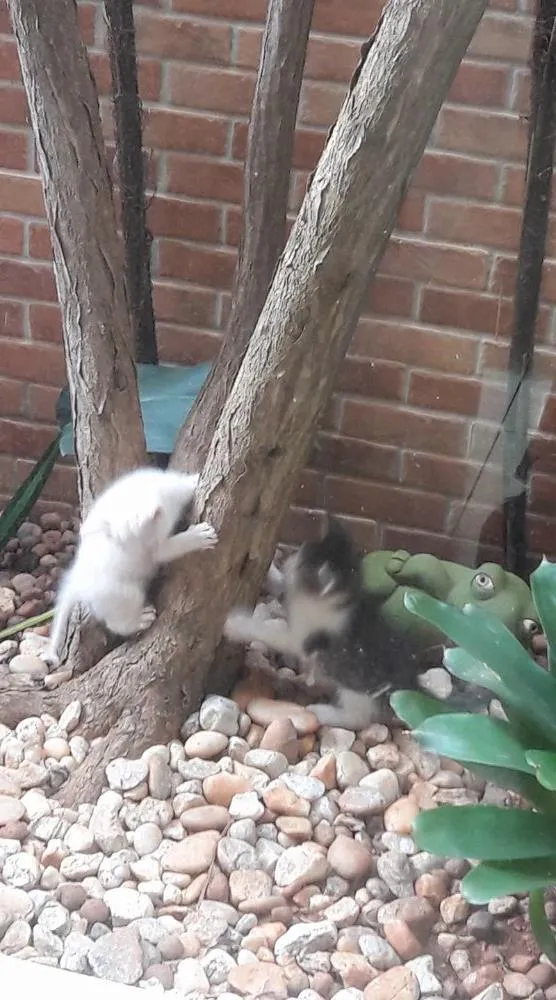 Gato ra a Sem raça definida idade Abaixo de 2 meses nome Sem nome