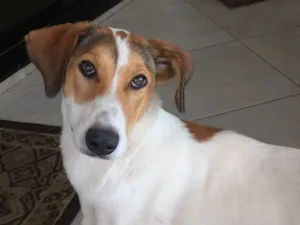 Cachorro raça SRD idade 7 a 11 meses nome NENÊ