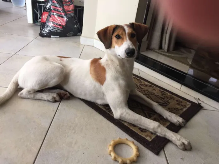 Cachorro ra a SRD idade 7 a 11 meses nome NENÊ