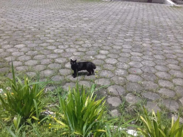 Gato ra a Vira-lata idade 7 a 11 meses nome Bili