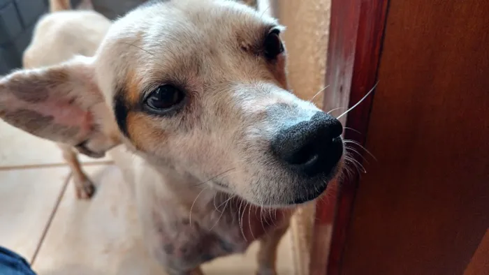 Cachorro ra a SRD idade 3 anos nome Coelho