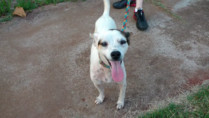 Cachorro ra a SRD idade 3 anos nome Coelho