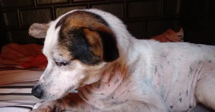 Cachorro ra a SRD idade 3 anos nome Coelho