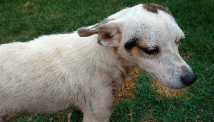 Cachorro ra a SRD idade 3 anos nome Coelho