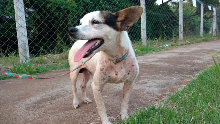 Cachorro ra a SRD idade 3 anos nome Coelho