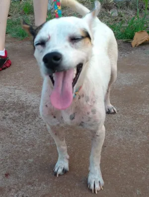 Cachorro raça SRD idade 3 anos nome Coelho