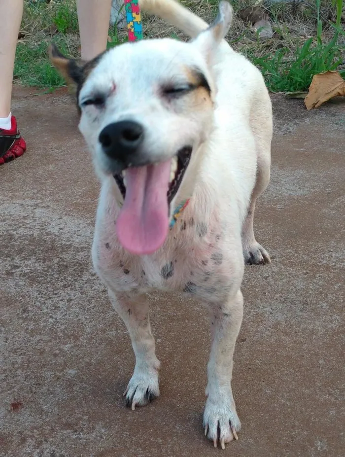 Cachorro ra a SRD idade 3 anos nome Coelho