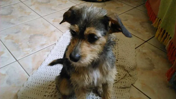 Cachorro ra a vira lata idade 7 a 11 meses nome jeniffer