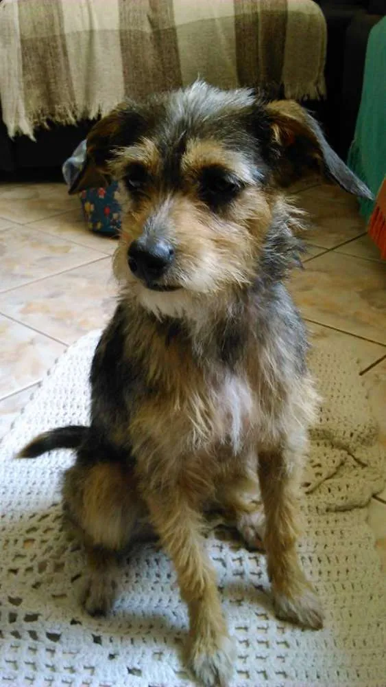 Cachorro ra a vira lata idade 7 a 11 meses nome jeniffer