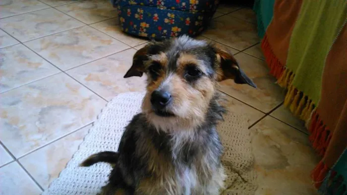 Cachorro ra a vira lata idade 7 a 11 meses nome jeniffer