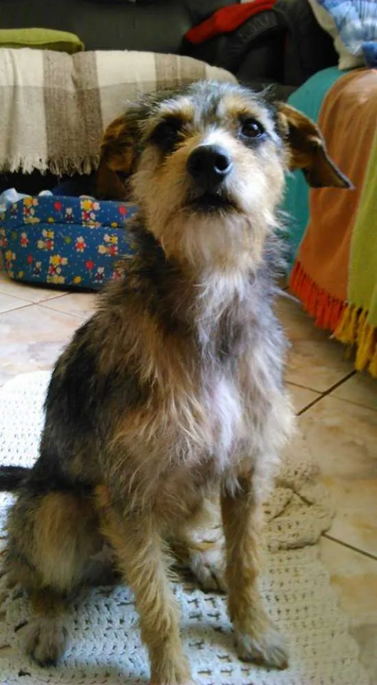 Cachorro ra a vira lata idade 7 a 11 meses nome jeniffer