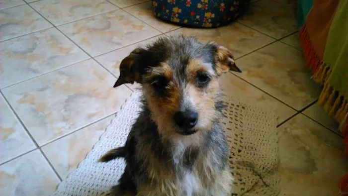 Cachorro ra a vira lata idade 7 a 11 meses nome jeniffer
